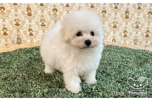 成約済の愛知県のタイニープードル-170468の6枚目